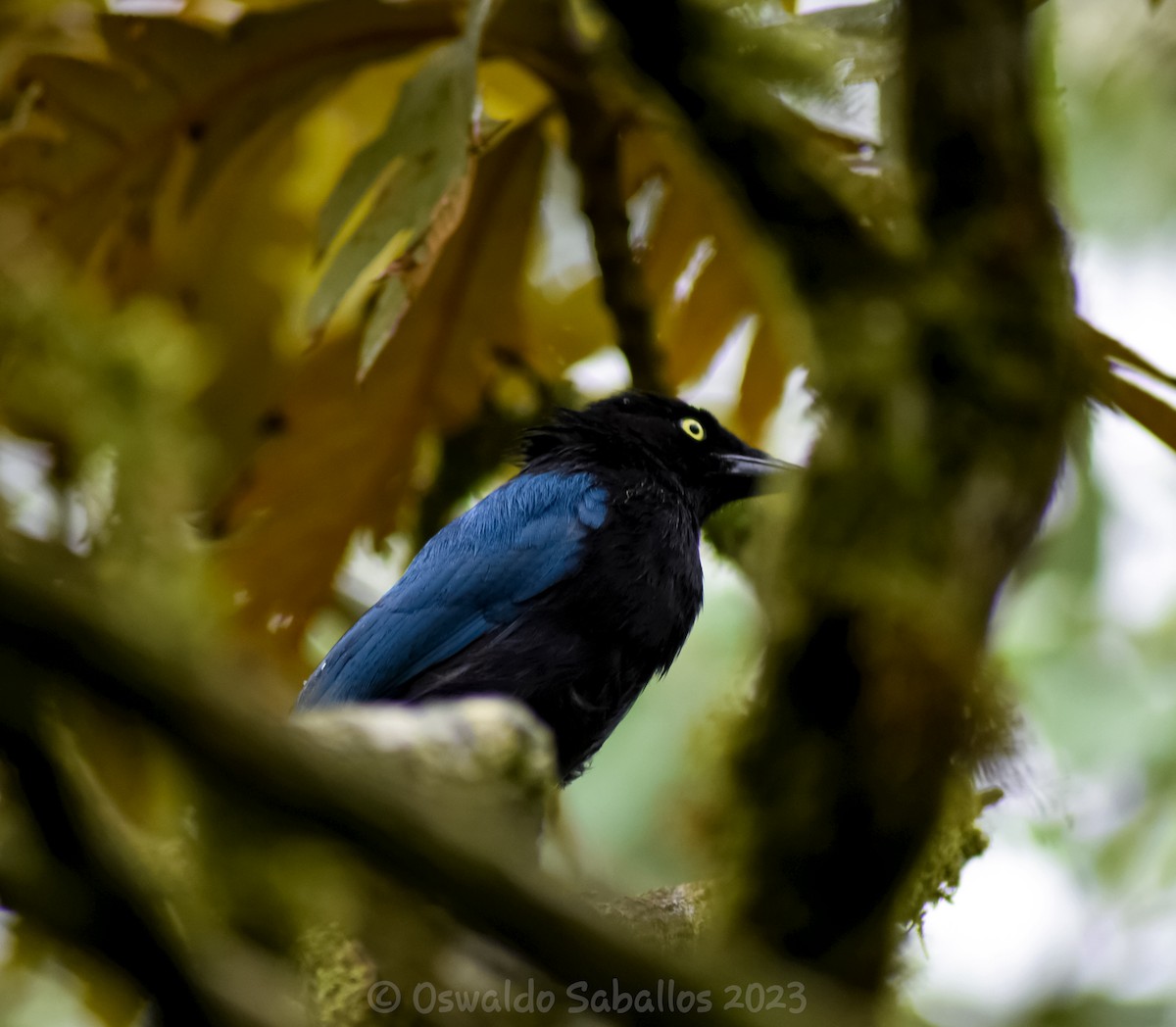 Bushy-crested Jay - ML608764648