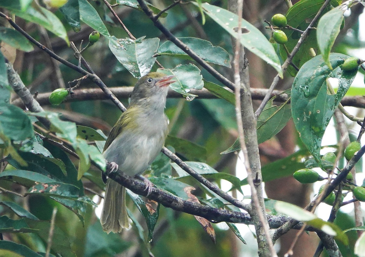 Gray-chested Greenlet - Sophia Wong