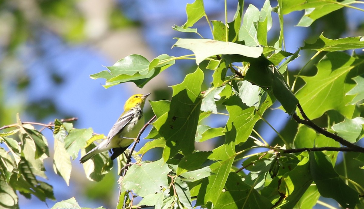 Black-throated Green Warbler - ML608764746