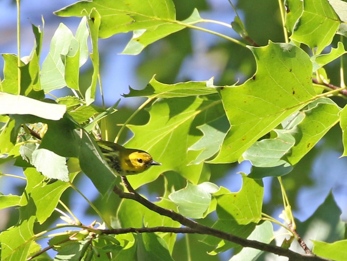 Grünmantel-Waldsänger - ML608764747