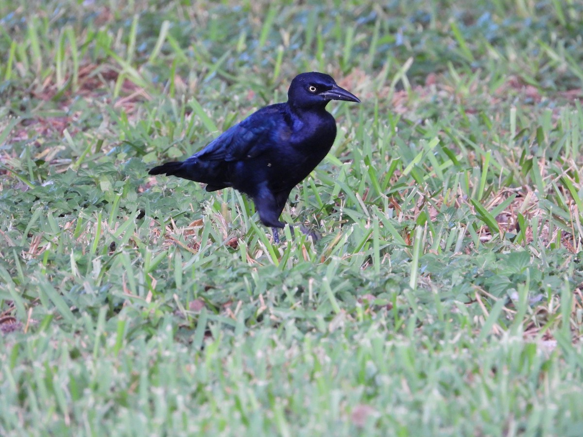 Great-tailed Grackle - ML608764792
