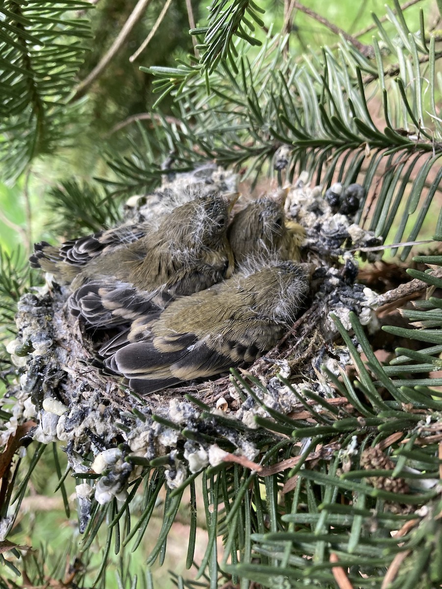 Lesser Goldfinch - ML608764798