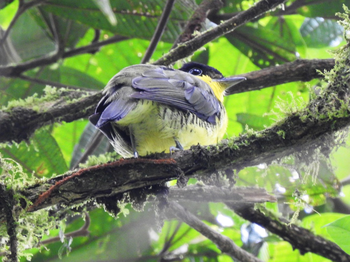 Andean Laniisoma - Juan Carlos🦉 Crespo