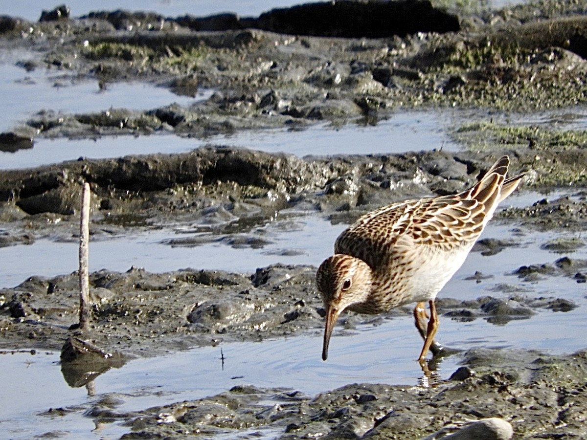 Graubrust-Strandläufer - ML608764813