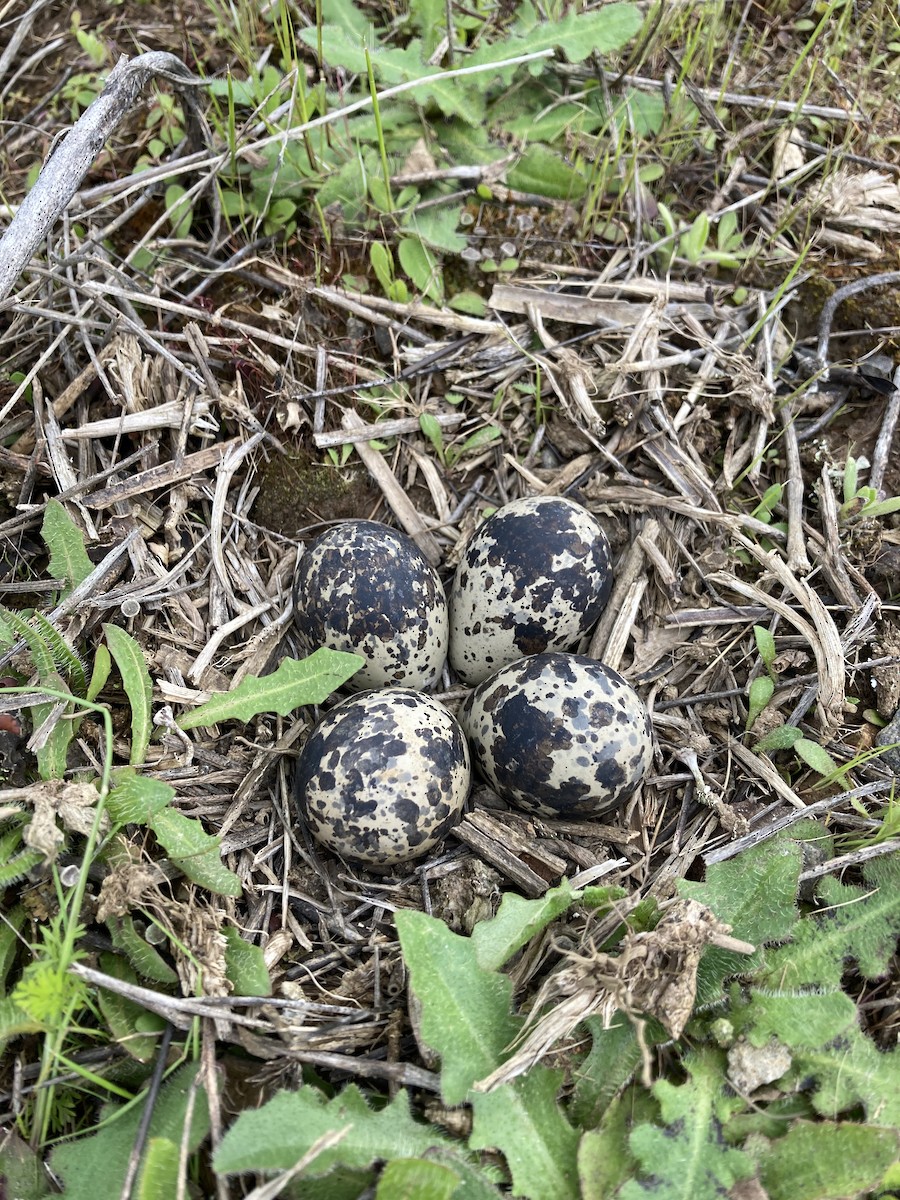 Killdeer - ML608764843