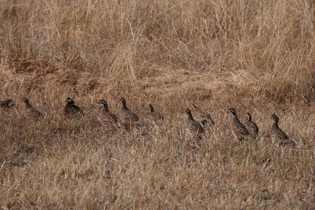 Northern Bobwhite - ML608764872