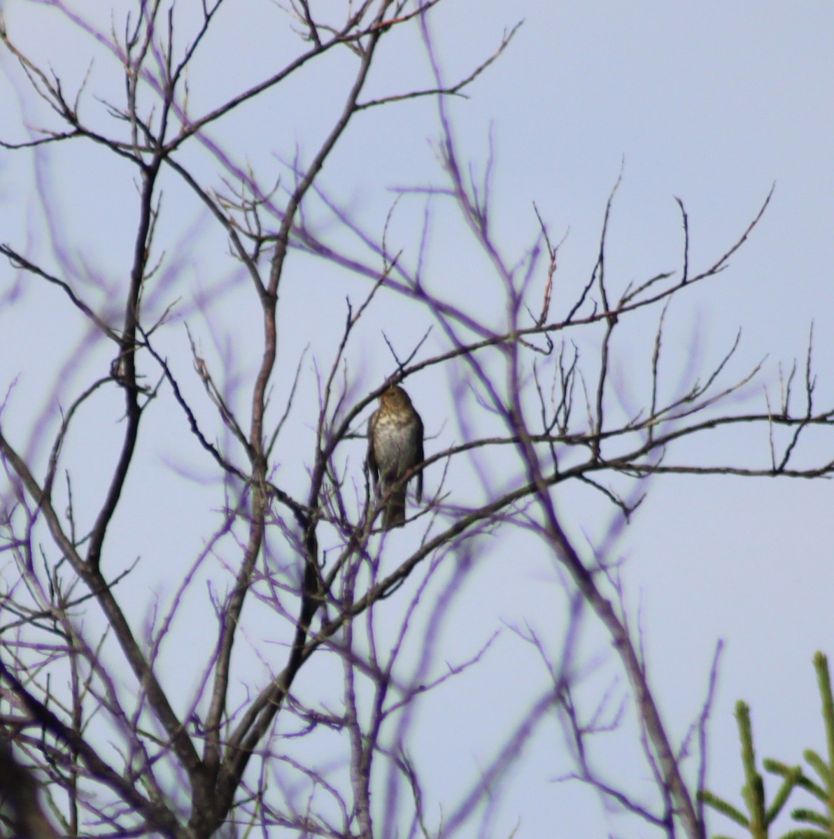 Swainson's Thrush - Marsha Painter