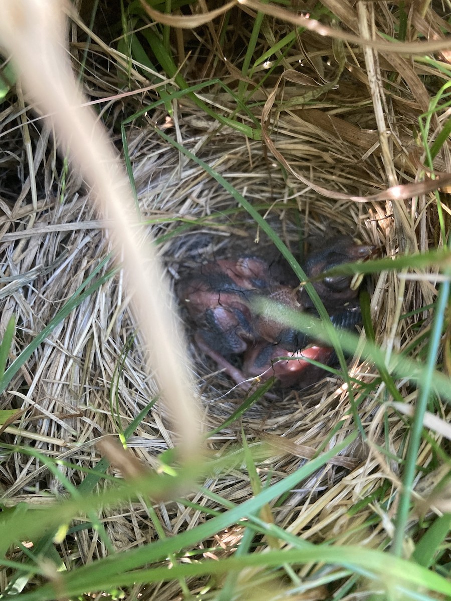 Dark-eyed Junco - ML608764942