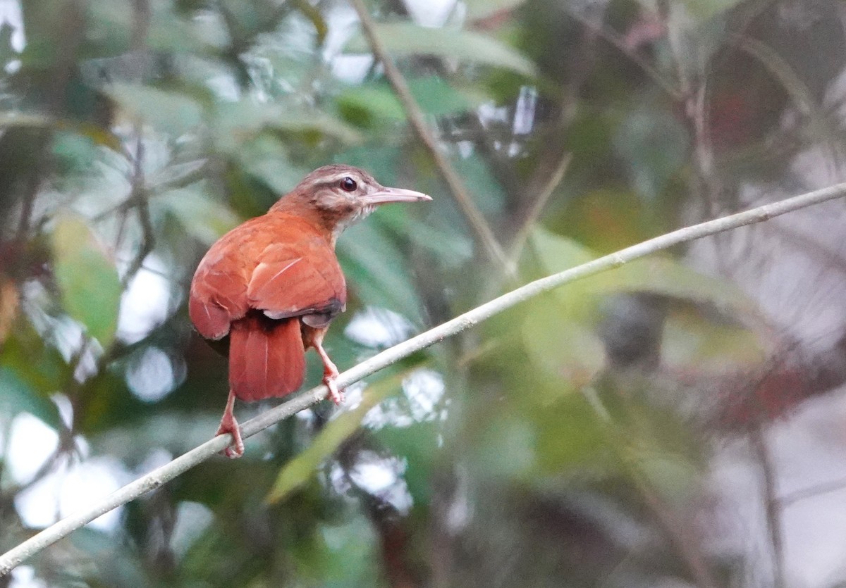 Pale-billed Hornero - ML608764943