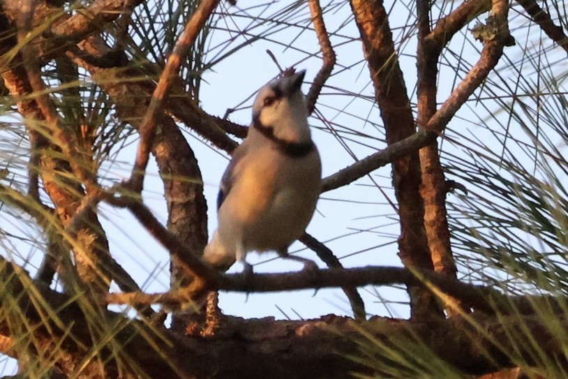 Blue Jay - Audrey Appleberry