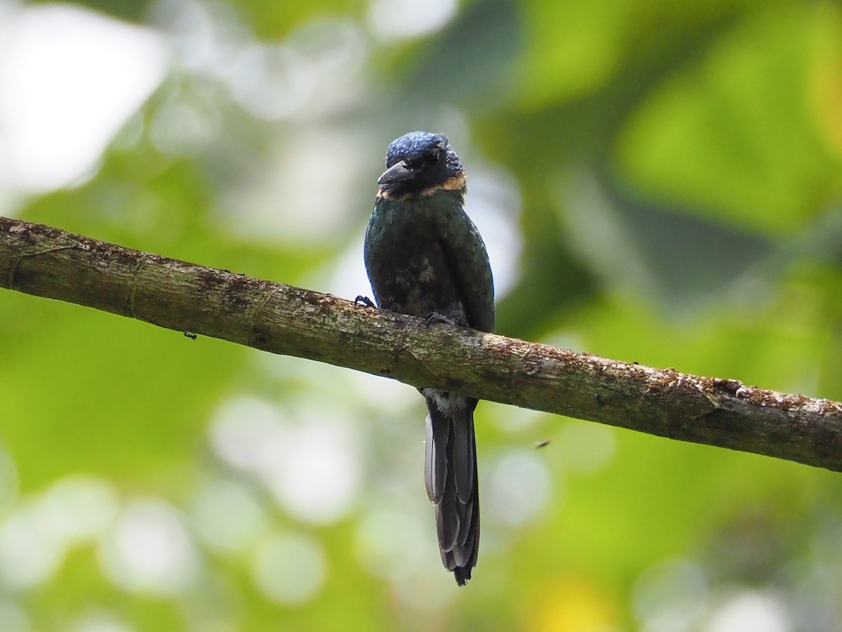 Purplish Jacamar - Jorge Humbser