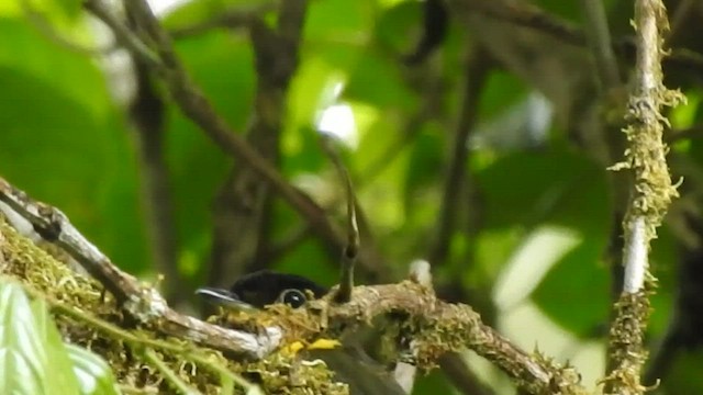 Andean Laniisoma - ML608764990