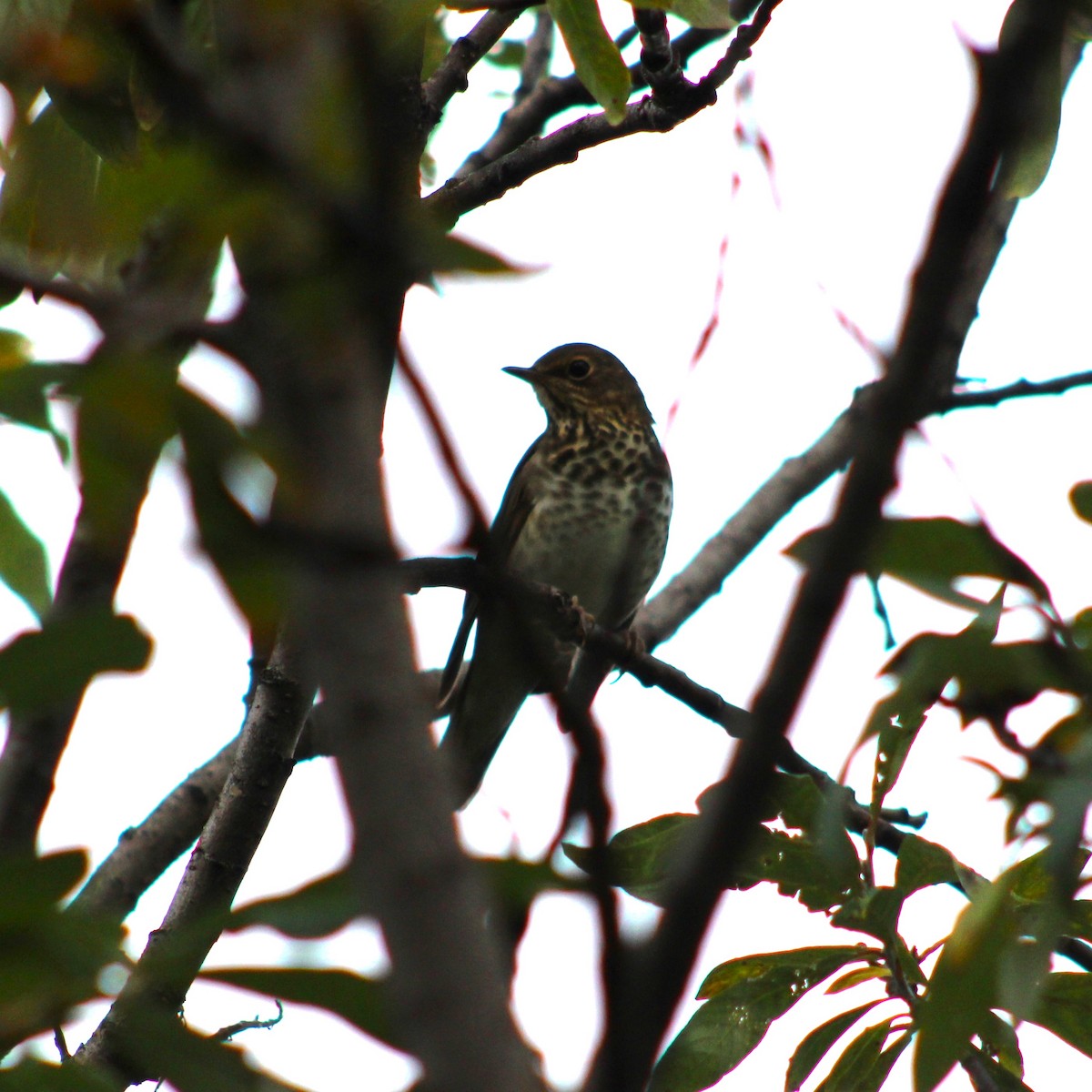 Swainson's Thrush - Marsha Painter