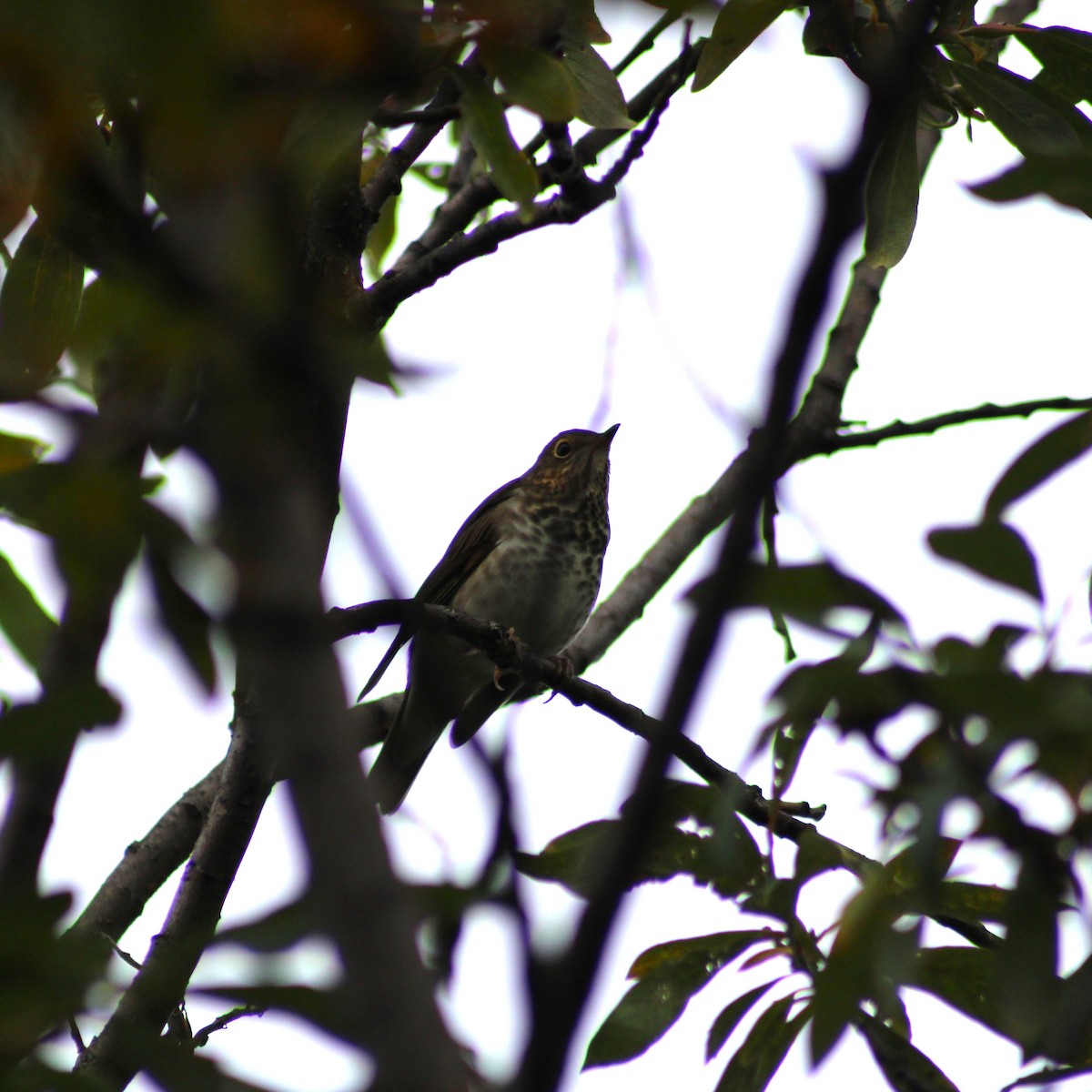 Swainson's Thrush - Marsha Painter