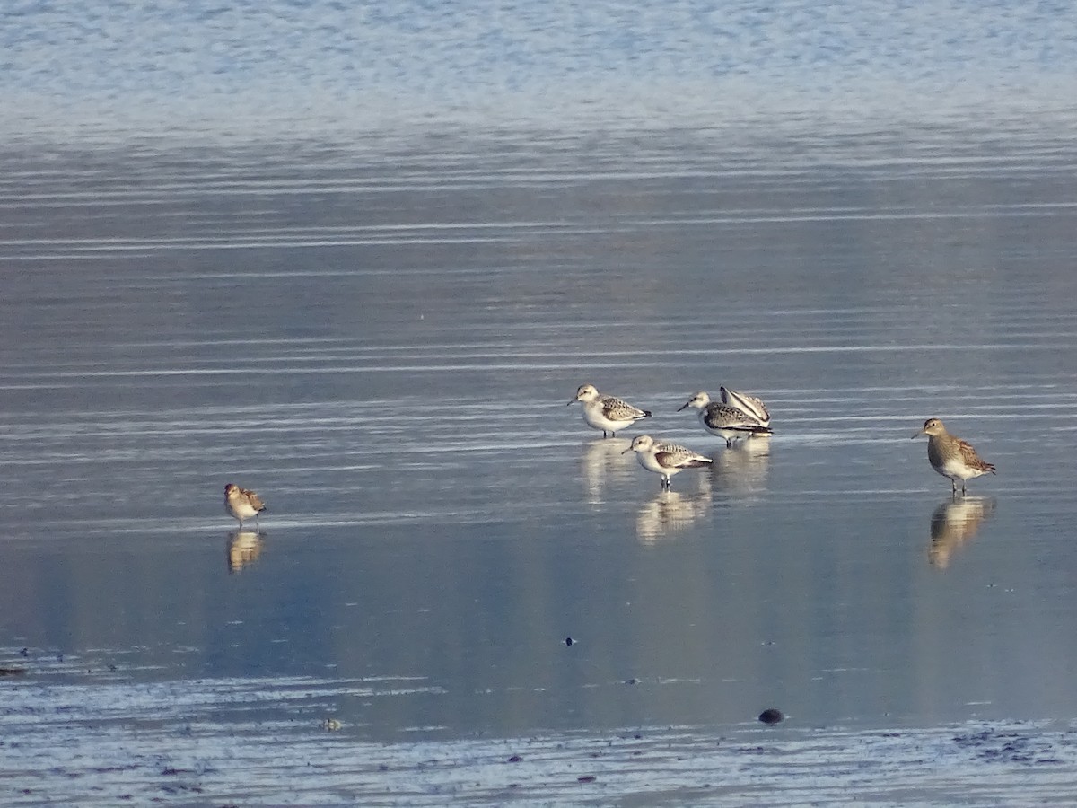 Bécasseau sanderling - ML608765063