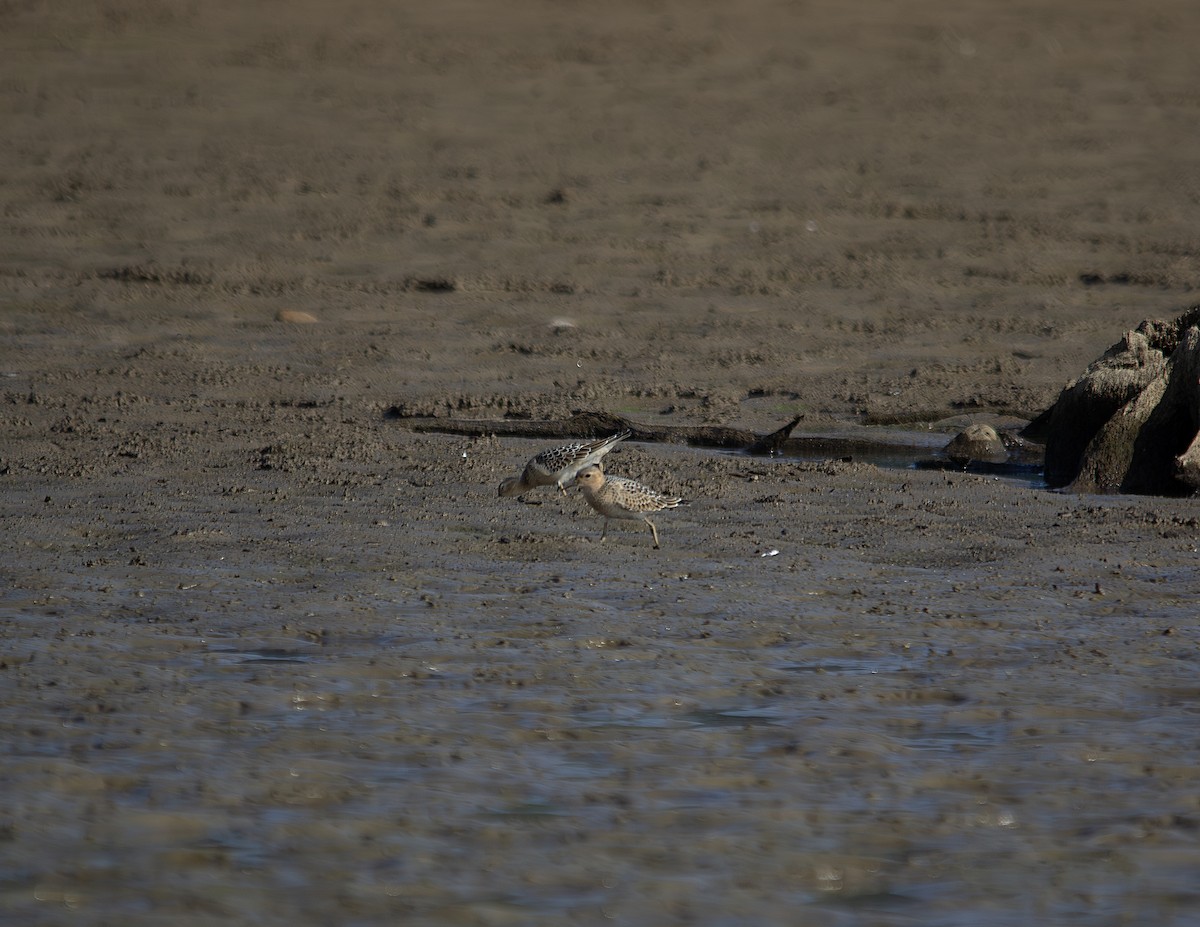 Buff-breasted Sandpiper - ML608765065