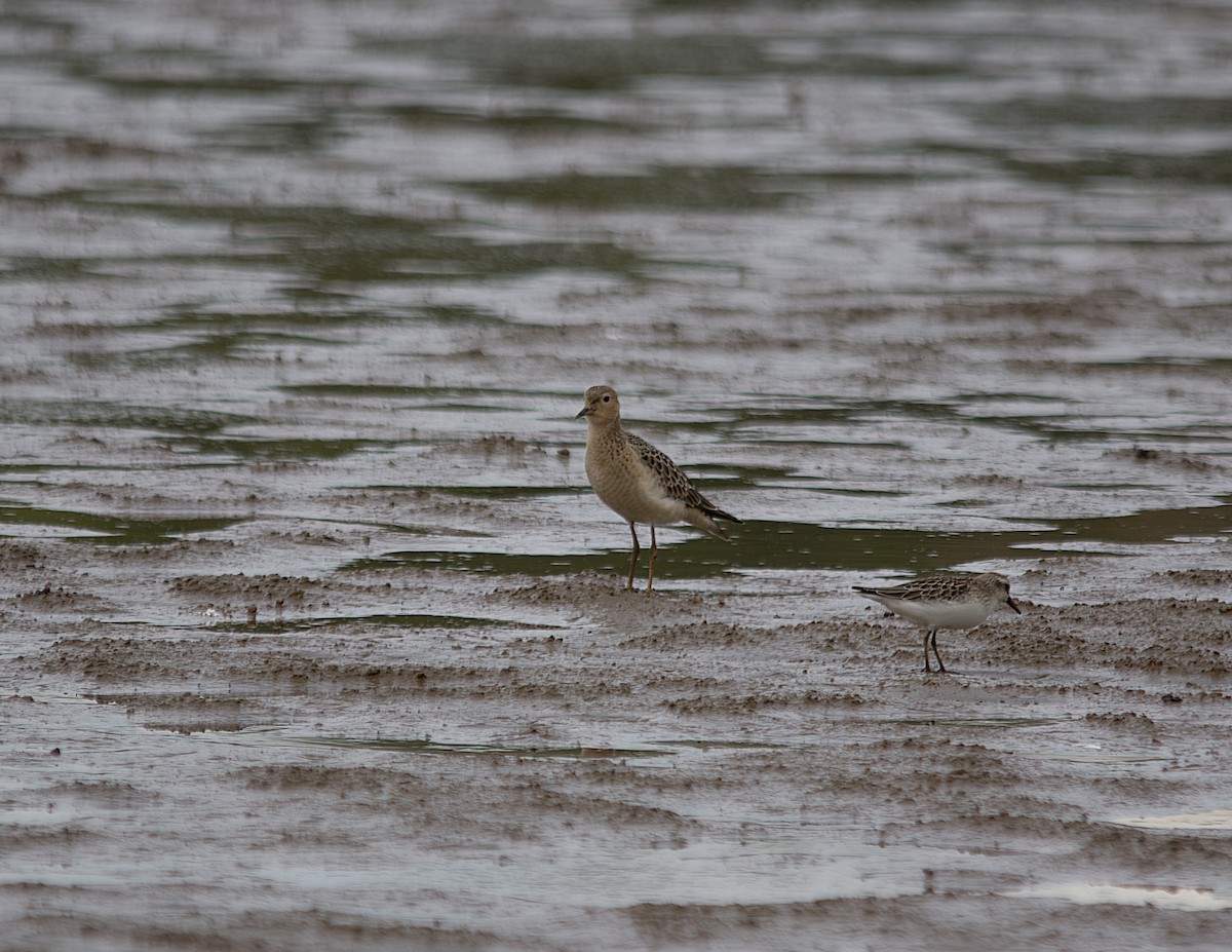 Buff-breasted Sandpiper - ML608765066