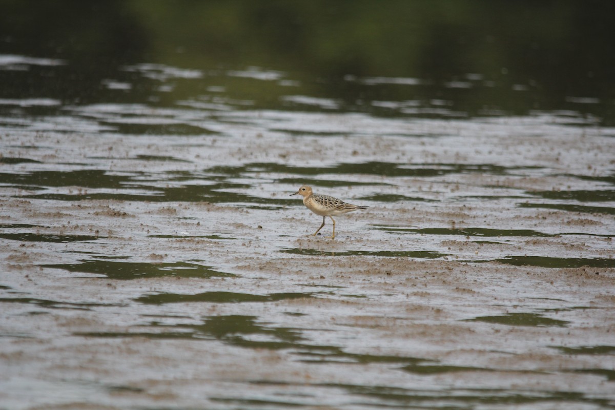 Buff-breasted Sandpiper - ML608765068