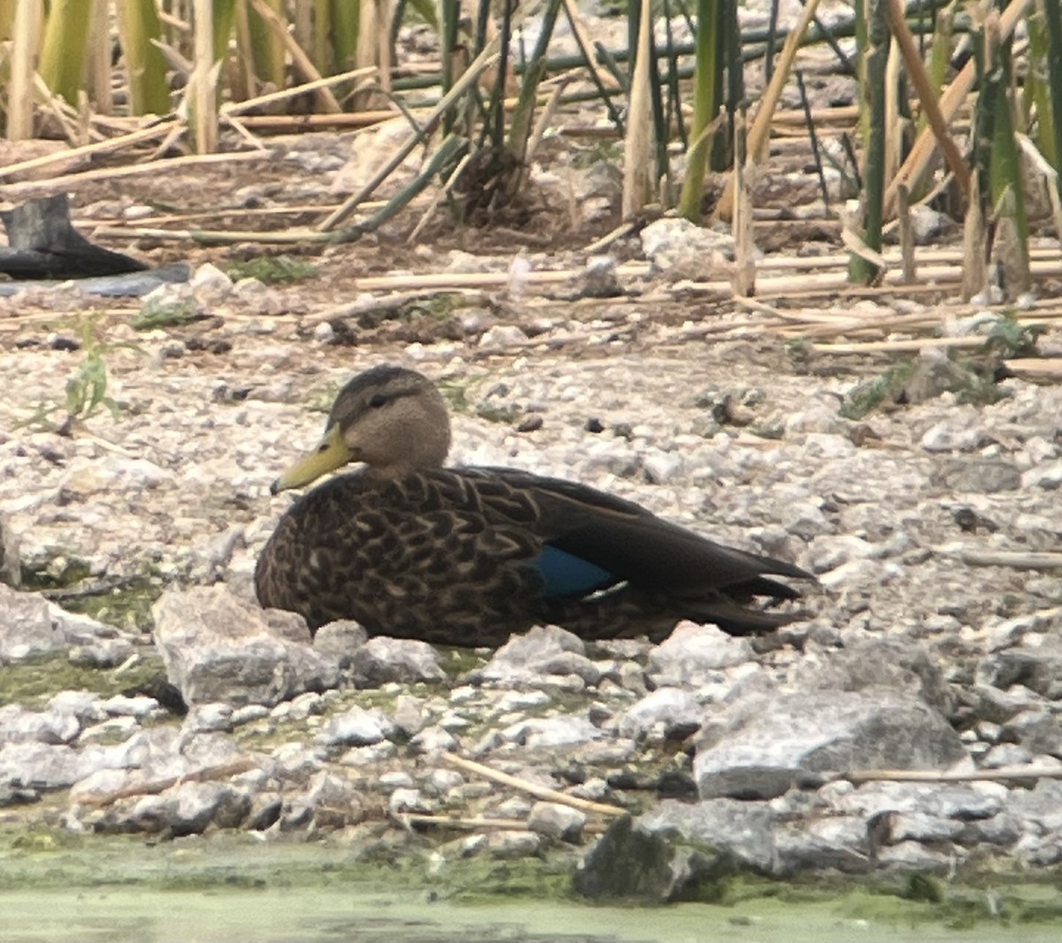 Mexican Duck - ML608765157