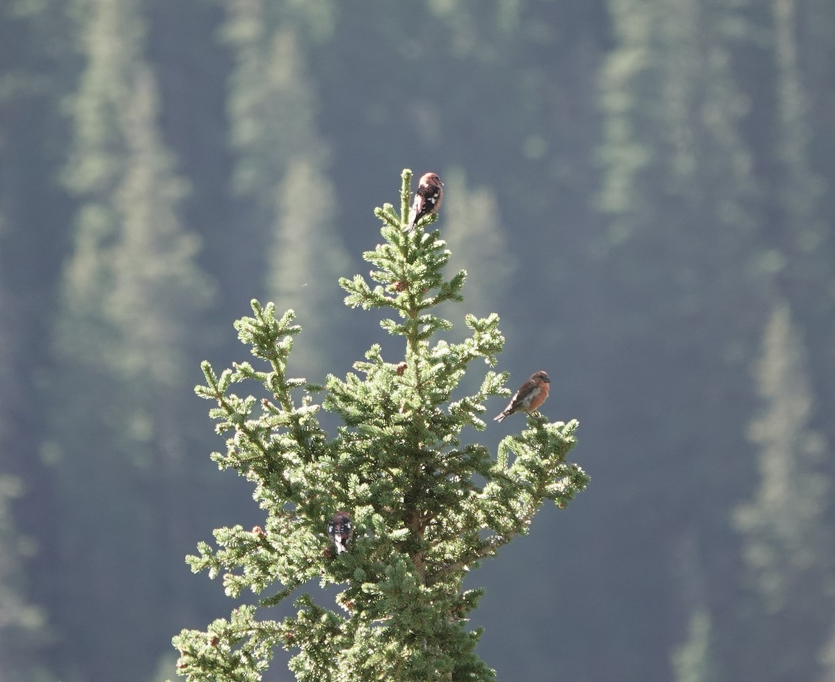 White-winged Crossbill - ML608765213