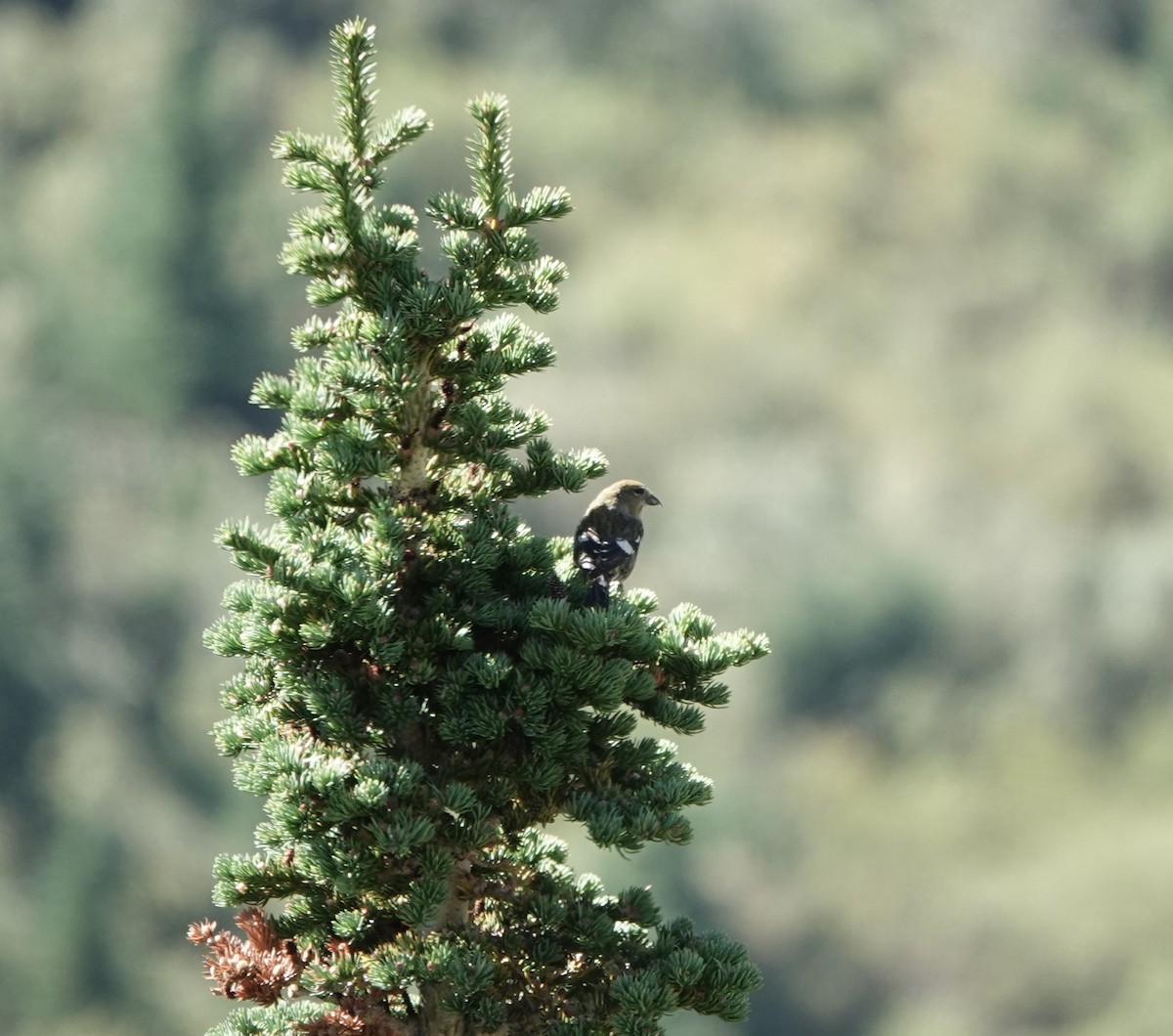 White-winged Crossbill - ML608765223