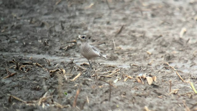 American Golden-Plover - ML608765329