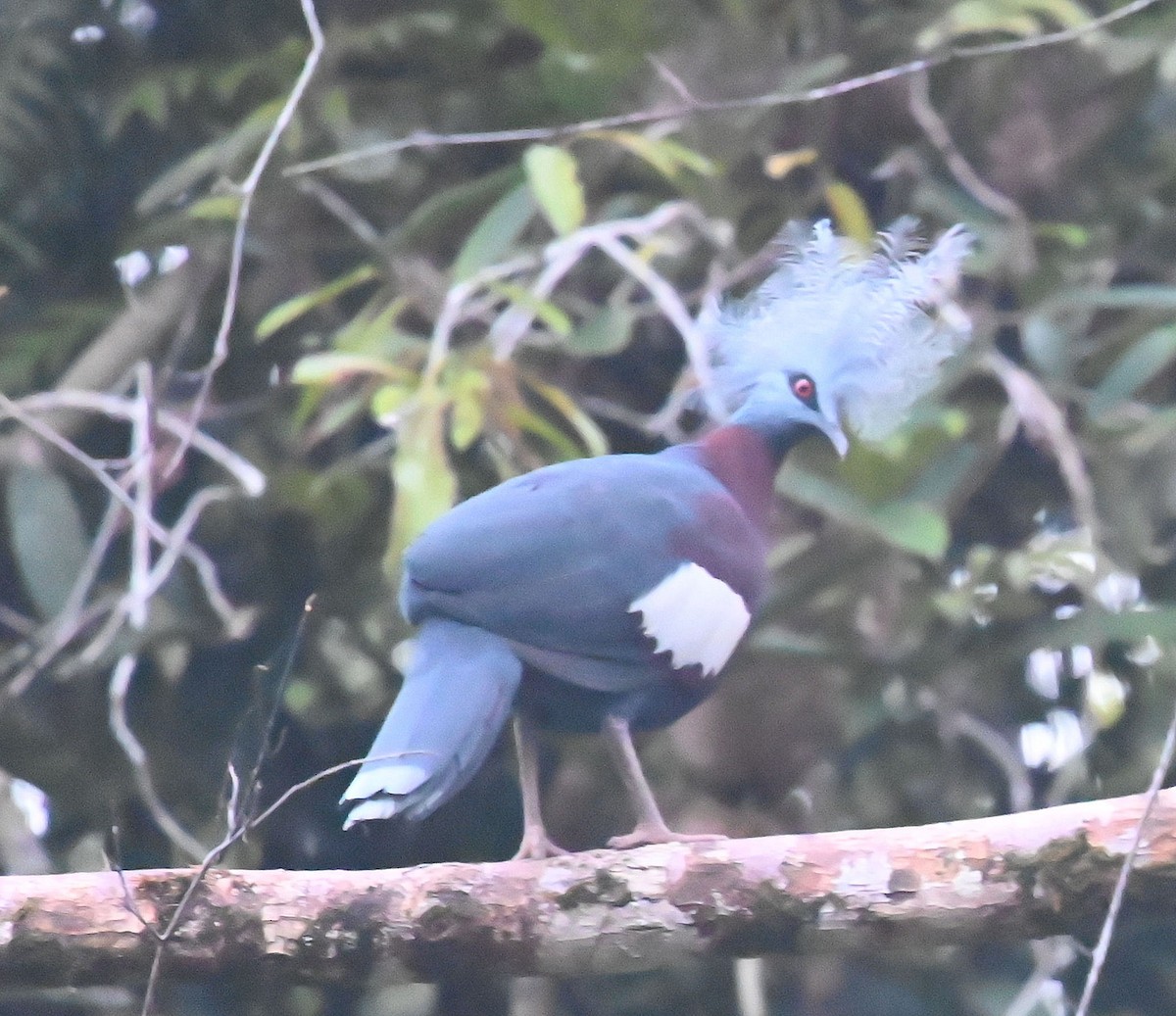 Sclater's Crowned-Pigeon - Carol Thompson