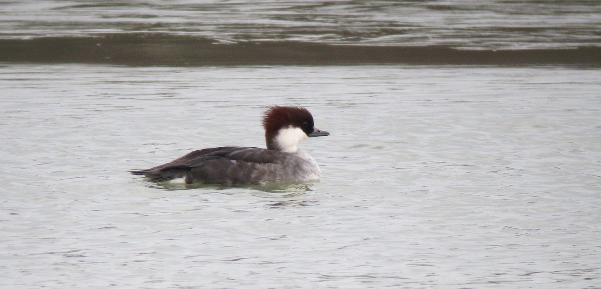 Smew - Jonathan Farooqi