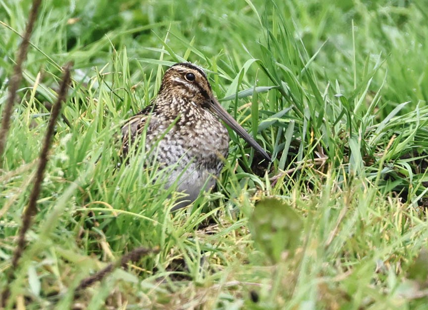 Wilson's Snipe - ML608765627