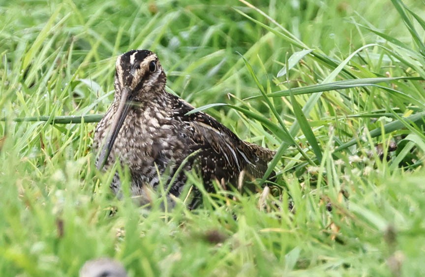 Wilson's Snipe - ML608765628