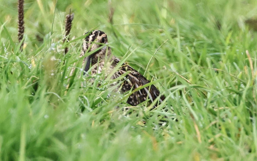 Wilson's Snipe - ML608765629