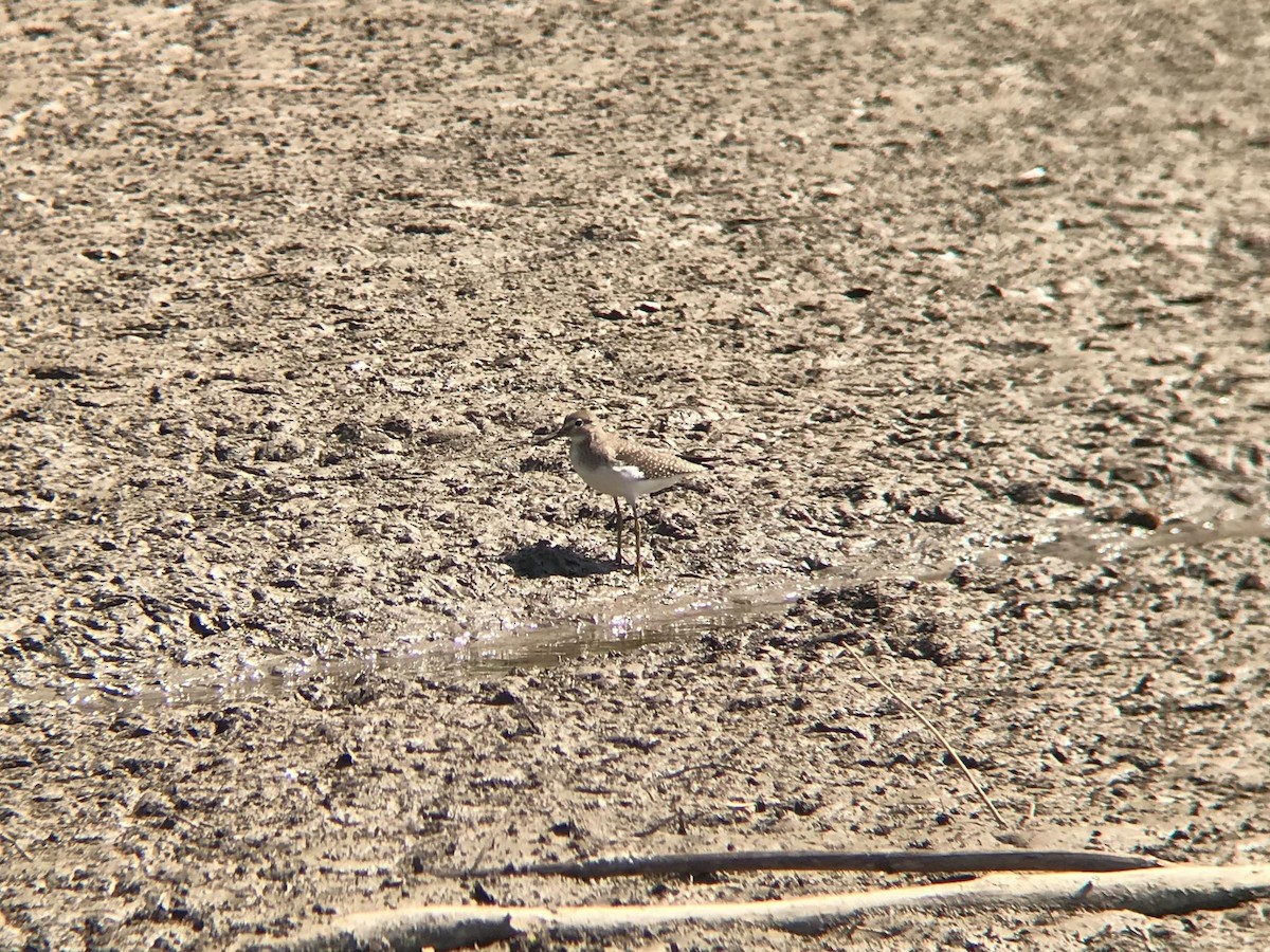 Solitary Sandpiper - ML608765725