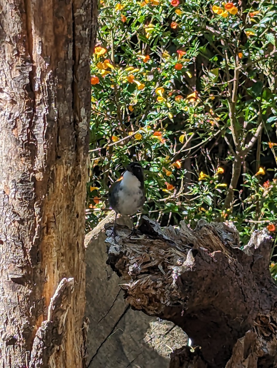 Gray-browed Brushfinch - ML608765768