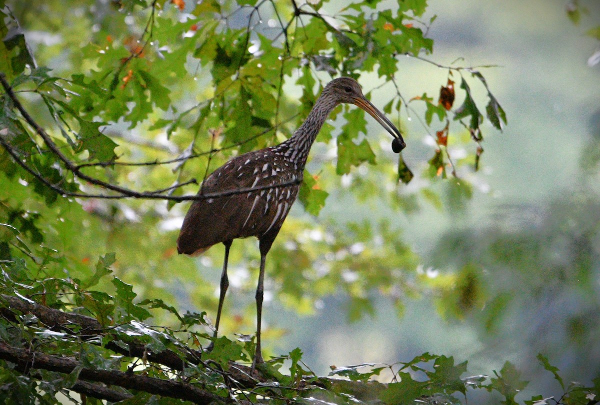 Limpkin - ML608765817