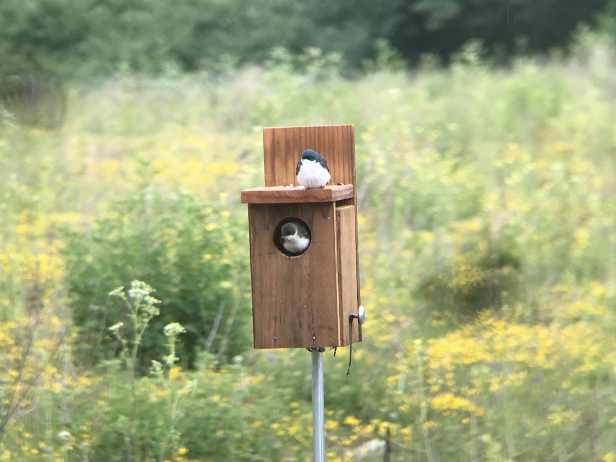 Tree Swallow - ML608765834