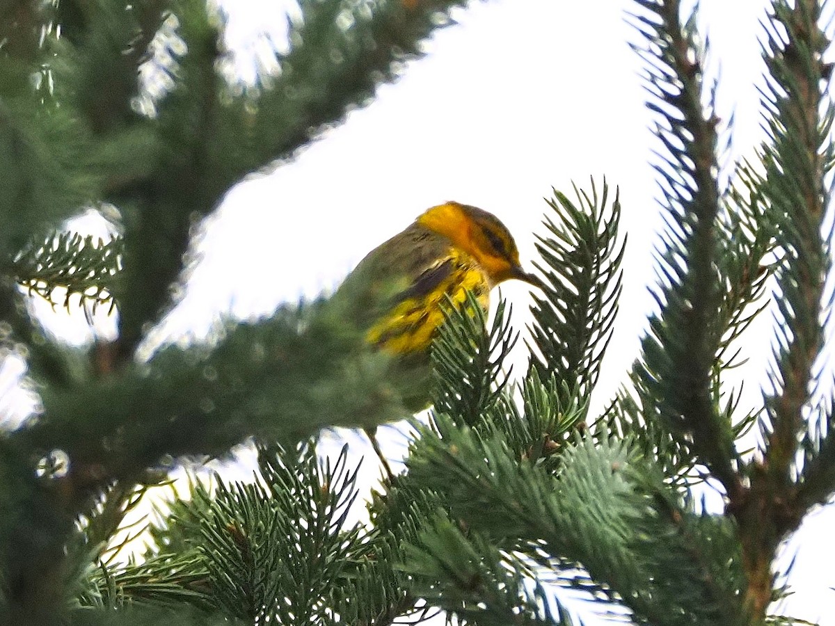 Cape May Warbler - Justine Heinrichsberg