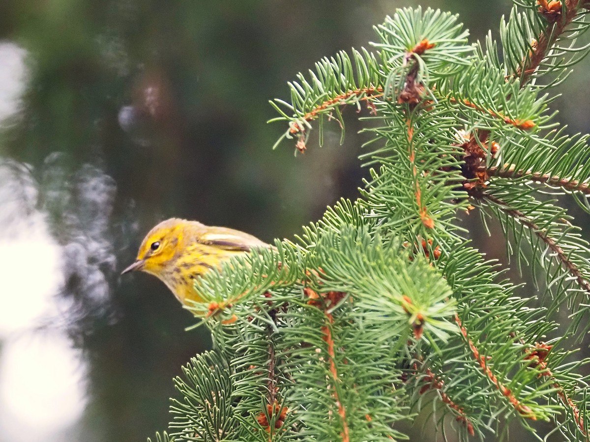 Cape May Warbler - Justine Heinrichsberg