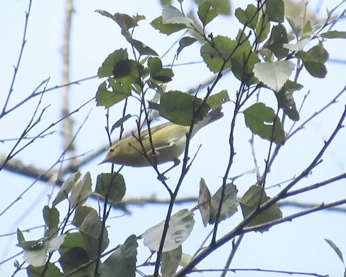 Tennessee Warbler - Karen Hogan