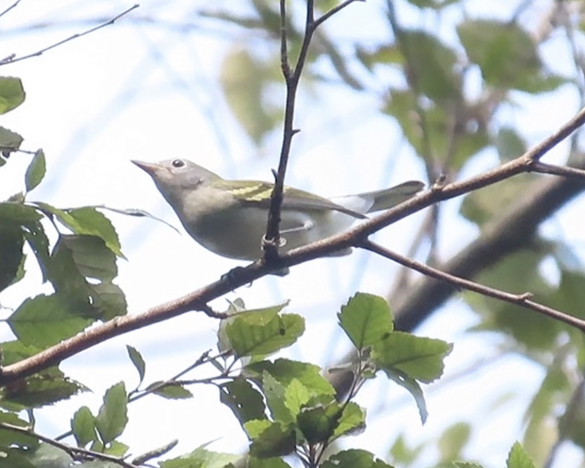 Chestnut-sided Warbler - ML608765938