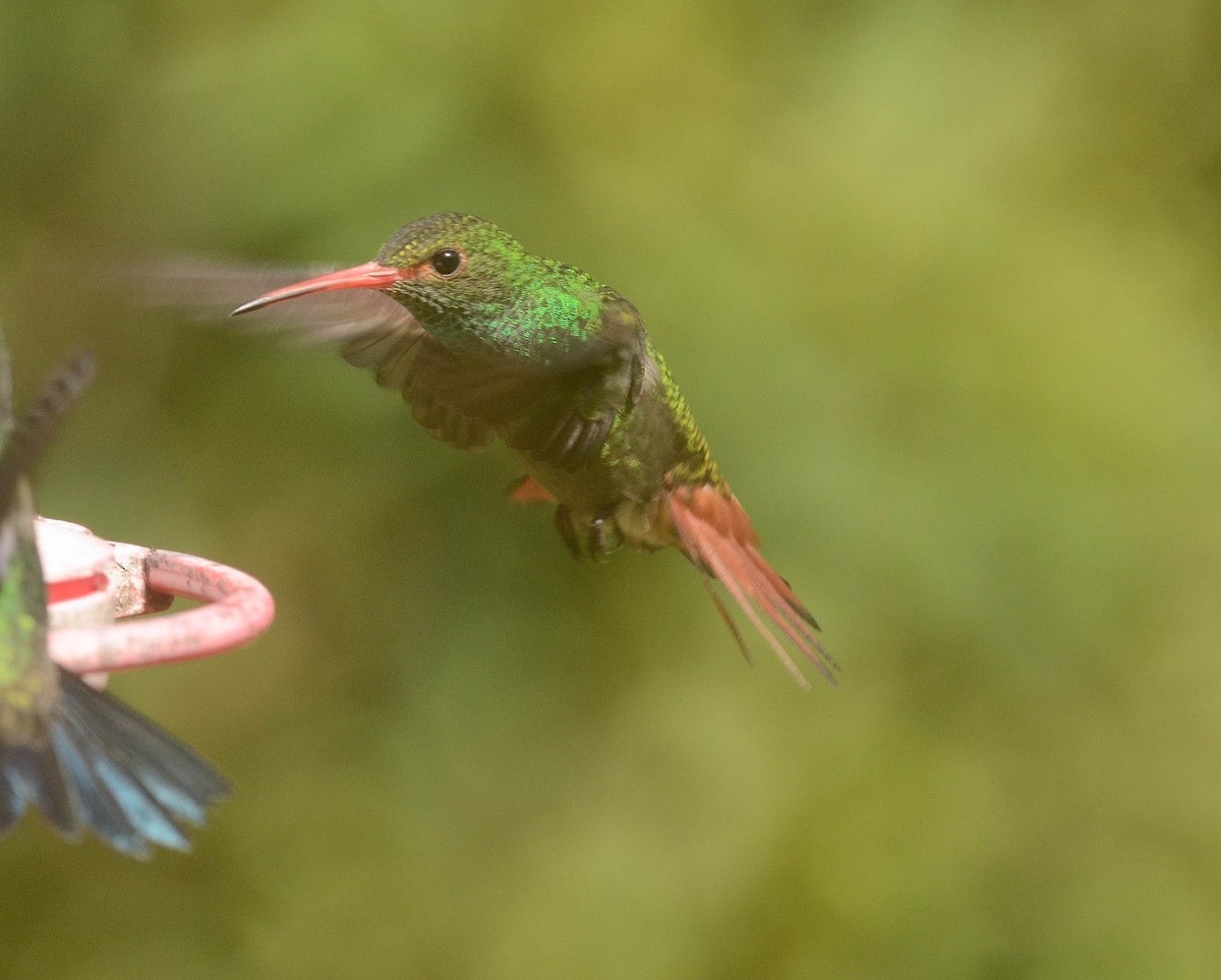 Rufous-tailed Hummingbird - ML608765981