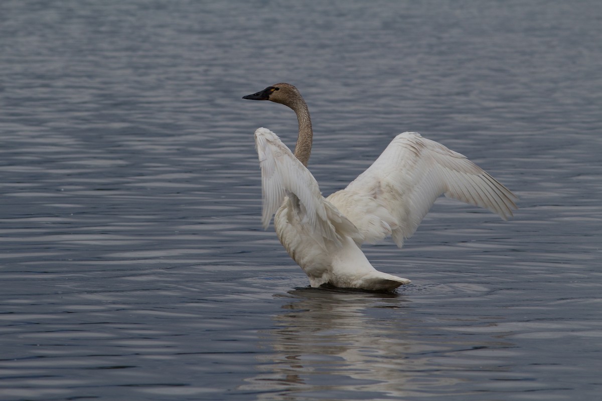 Tundra Swan - Justin Saunders
