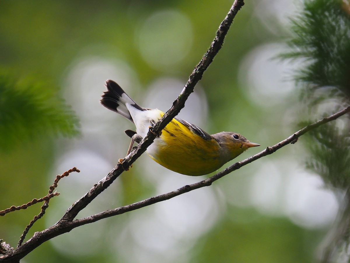 Magnolia Warbler - Justine Heinrichsberg