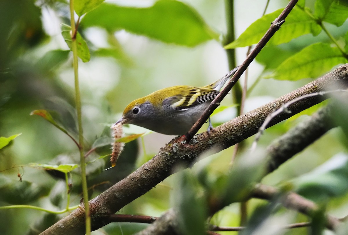 Chestnut-sided Warbler - ML608766204