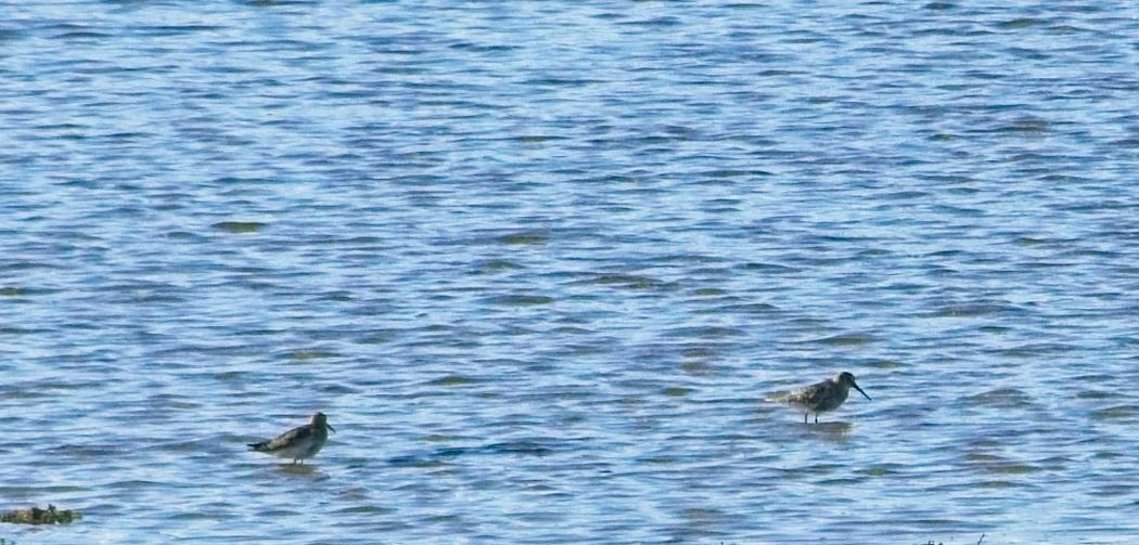 Common Greenshank - ML608766211