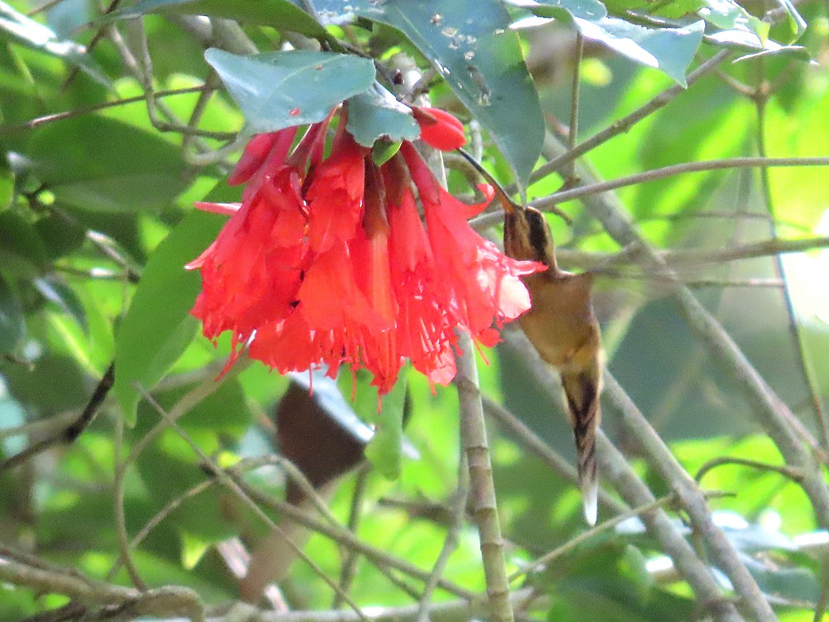 Пестрогорлый колибри-отшельник - ML608766385