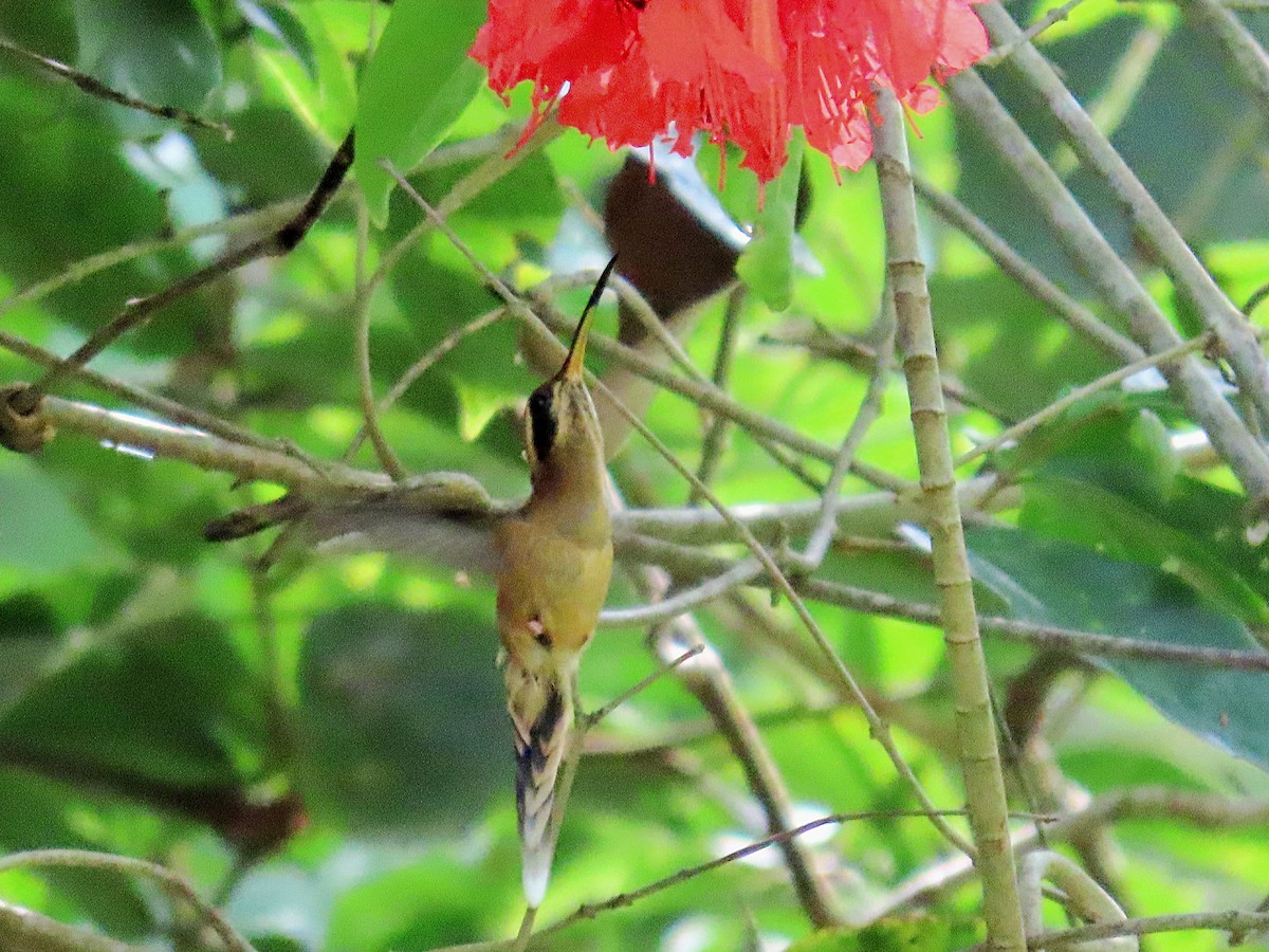 Пестрогорлый колибри-отшельник - ML608766386