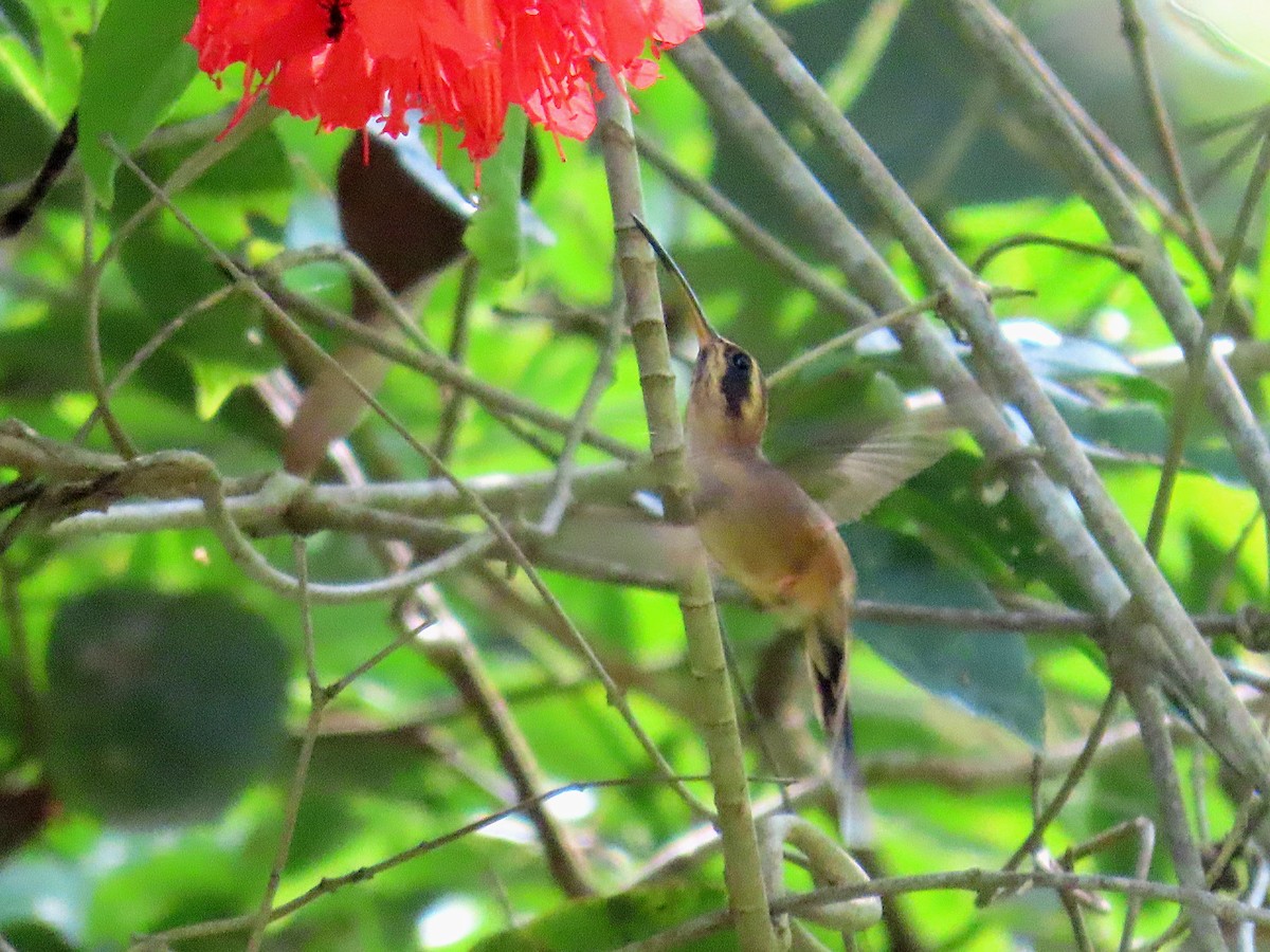 kolibřík proužkohrdlý - ML608766387