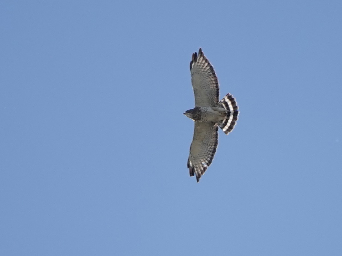 Broad-winged Hawk - ML608766396