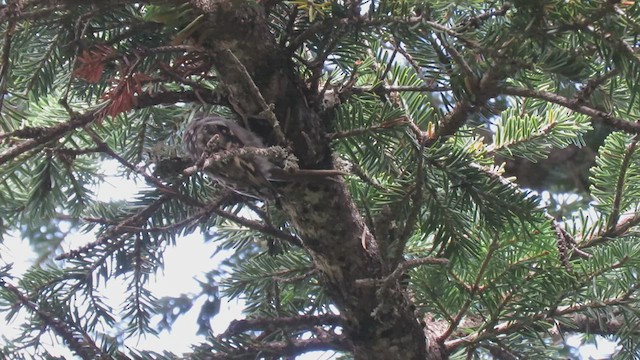 Eurasian Treecreeper - ML608766436