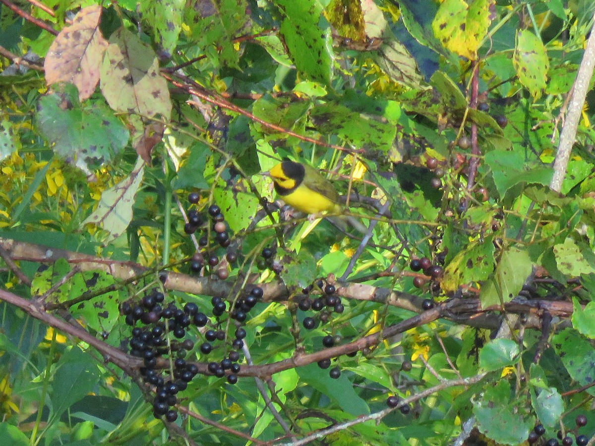 Hooded Warbler - ML608766465